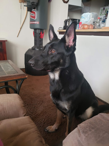 Pet Supply Store «Petco Animal Supplies», reviews and photos, 1320 E Lincoln Way p101, Sparks, NV 89434, USA