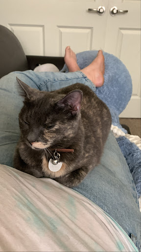 Pet Supply Store «PetSmart», reviews and photos, 2300 Gary Farm Blvd #600, Bowling Green, KY 42104, USA