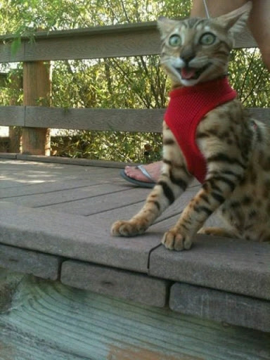 Sporting Goods Store «Santa Rosa Ski and Sports», reviews and photos, 2875 Santa Rosa Ave B2, Santa Rosa, CA 95407, USA