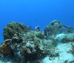 Tank-Ha Dive Center photo