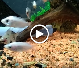 El Acuario Arboledas photo