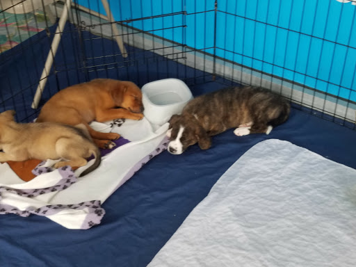 Pet Supply Store «Petco Animal Supplies», reviews and photos, 1215-1309 NJ-33 #1, Hamilton Township, NJ 08690, USA