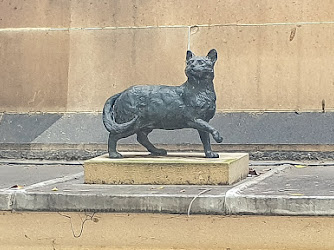 Flinders Cat