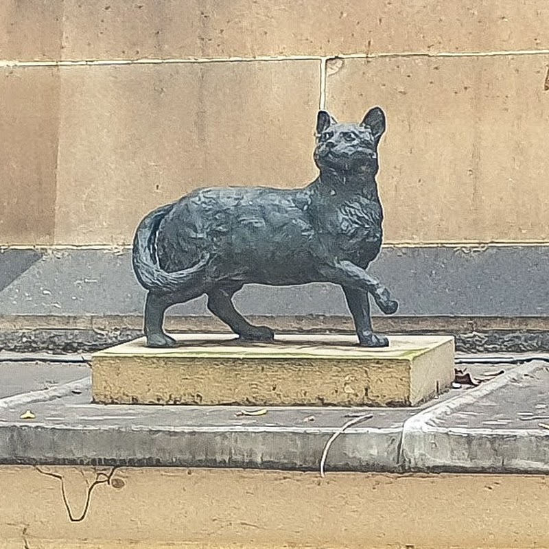 Flinders Cat