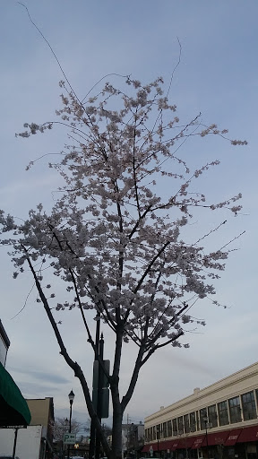 Supermarket «La Placita Supermarket», reviews and photos, 155 N Main St, Port Chester, NY 10573, USA