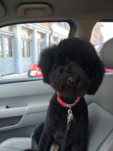 Pet Groomer «Kennel Shop», reviews and photos, 122 Public Square, Clarksville, TN 37040, USA