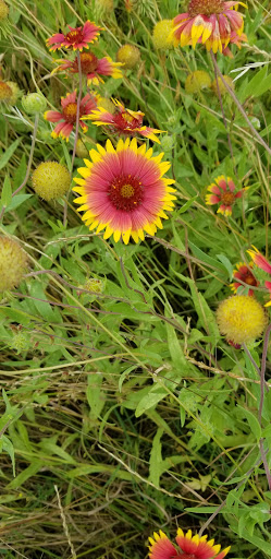 Gym «Carpenter Park Recreation Center», reviews and photos, 6701 Coit Rd, Plano, TX 75024, USA