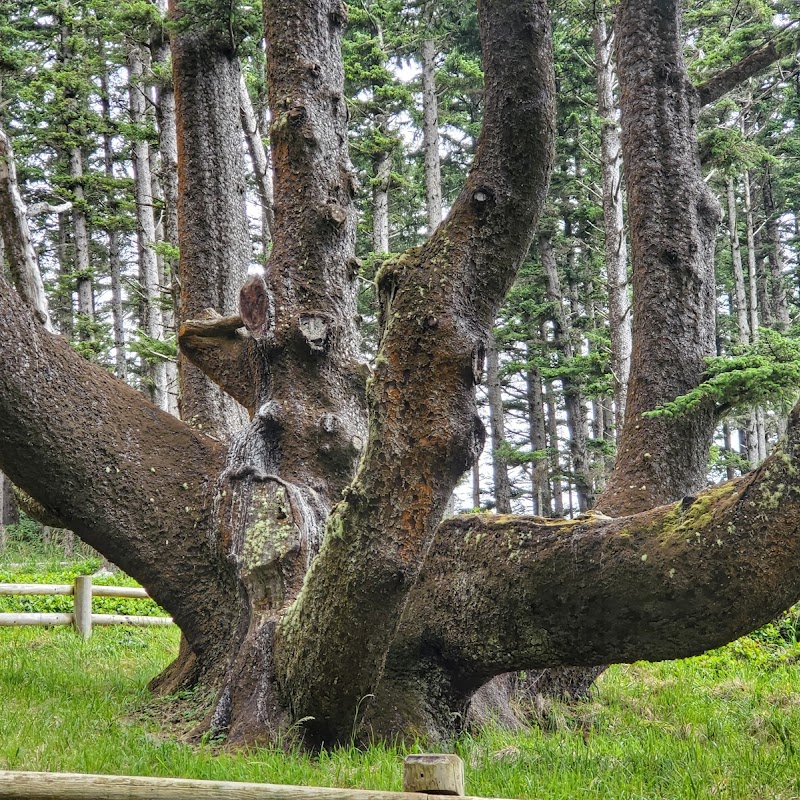 Octopus Tree