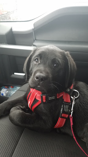 Pet Supply Store «Pet Supplies Plus», reviews and photos, 3100 Manchester Rd, Akron, OH 44319, USA