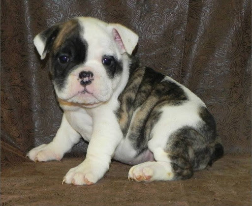 Pet Supply Store «Lil Rascals», reviews and photos, 10035 Gulf Center Dr #105, Fort Myers, FL 33913, USA