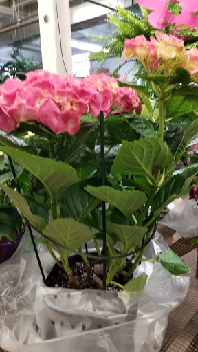 Florist «Sieck-Wright Floral Products», reviews and photos, 231 Monmouth St, Hightstown, NJ 08520, USA