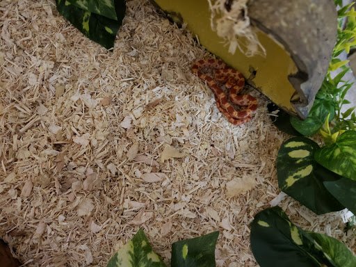 Pet Store «Art In Motion Pets», reviews and photos, 1893 S Western Ave, Marion, IN 46953, USA