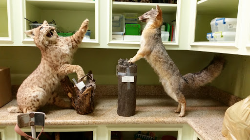 Pawn Shop «Cypresswood Pawn & Gun», reviews and photos, 5653 Treaschwig Rd, Spring, TX 77373, USA