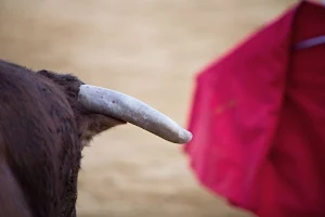 Madrid Bullfighting Tickets image