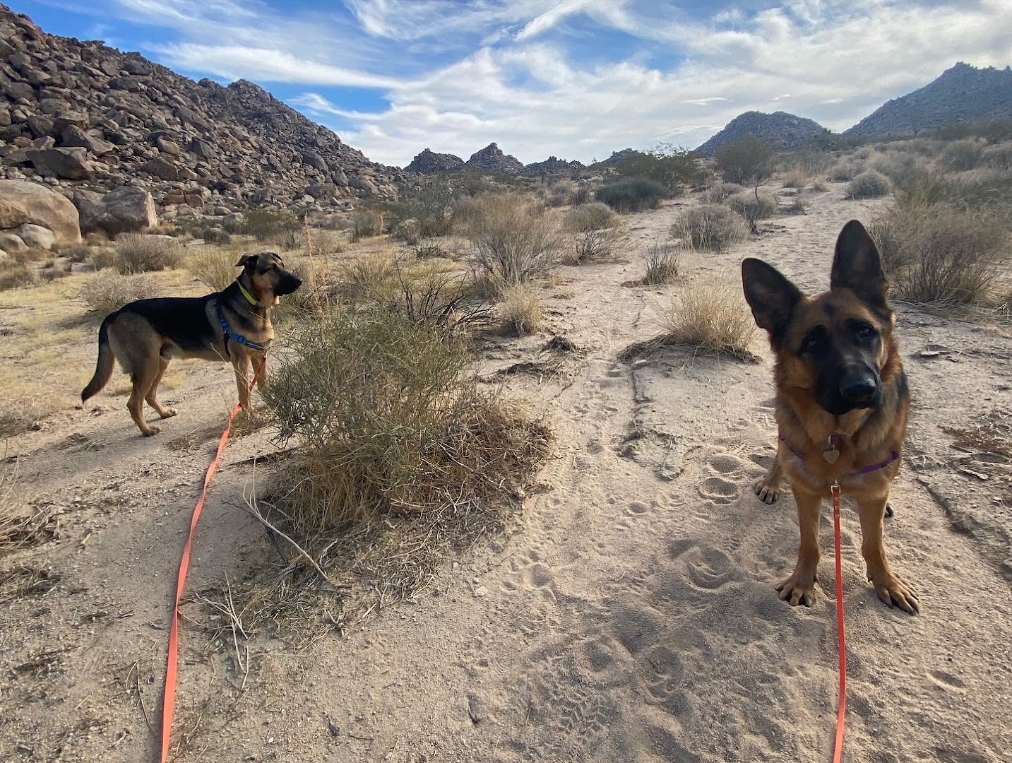 Ruff N' Tuff Dog Walking