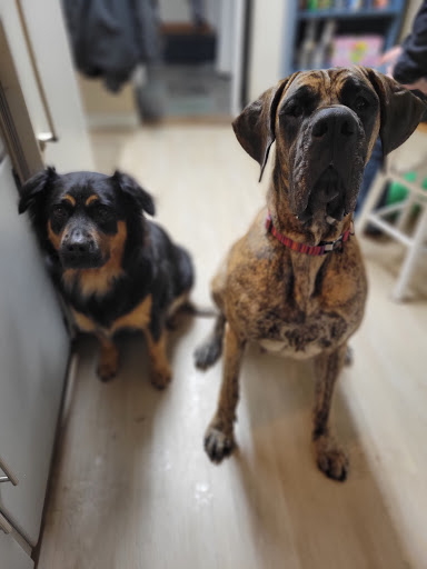 Pet Groomer «Pampered Pet Grooming & Supply», reviews and photos, 1127 North Ave #14, Burlington, VT 05408, USA