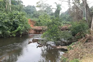 Dja Faunal Reserve image