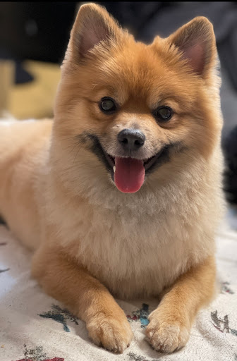 Pet Supply Store «Pet Supplies Plus», reviews and photos, 10 Glenridge Rd #3, Glenville, NY 12302, USA