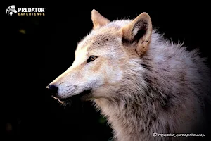 PREDATOR EXPERIENCE - Wolf Experience UK image