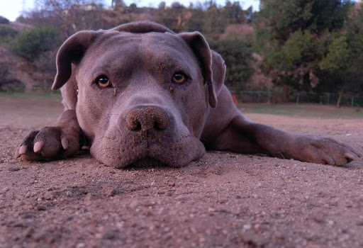 Laurel Canyon Dog Park