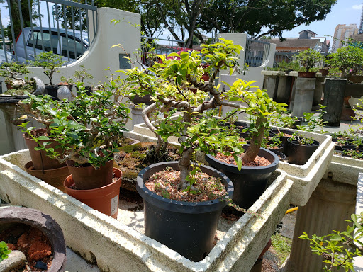 Malaysia Bonsai and Suiseki Society