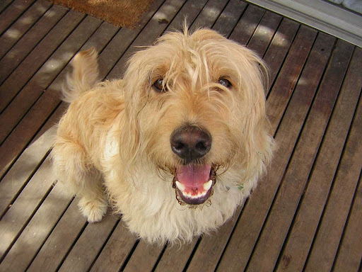 Dog Day Care Center «Boston Dog Company», reviews and photos, 555 Cambridge St, Cambridge, MA 02141, USA