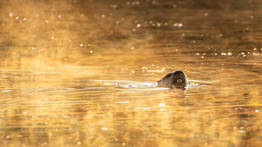 Park «Commonwealth Lake Park», reviews and photos, SW Butner Rd & SW Huntington Ave, Cedar Hills, OR 97225, USA