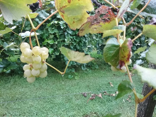 Winery «Three Oaks Vineyard LLC», reviews and photos, 1591 Crosley Rd, Granville, OH 43023, USA