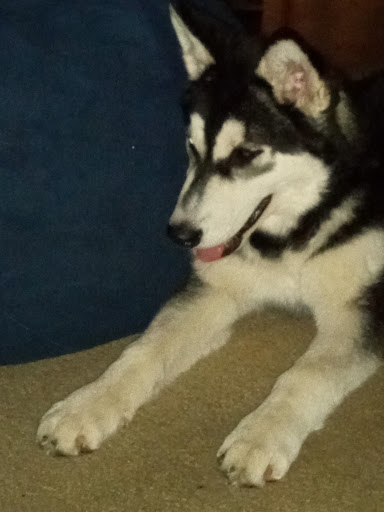 Pet Supply Store «Pet Food Express», reviews and photos, 2158 Contra Costa Blvd, Pleasant Hill, CA 94523, USA