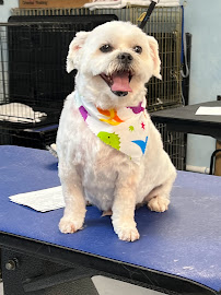 ALL BREED GROOMING BY JUSTINE - Photo 2 - Car repair in Spring Hill, FL, Spring Hill