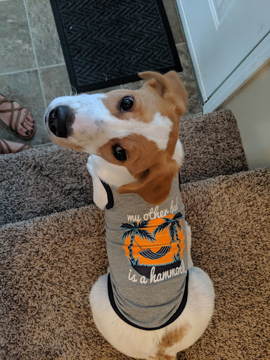 Pet Supply Store «PetSmart», reviews and photos, 1116 S Rochester Rd, Rochester Hills, MI 48307, USA