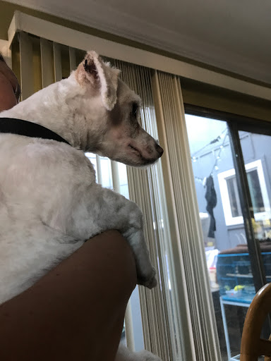 Jasmin's Pet Store & Grooming