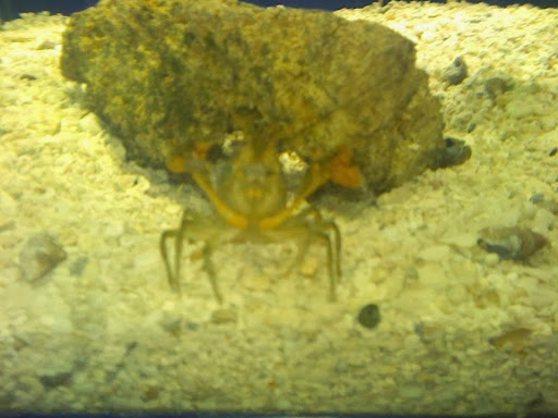 Pet Store «Olathe Pet Shop», reviews and photos, 16651 151st St, Olathe, KS 66062, USA