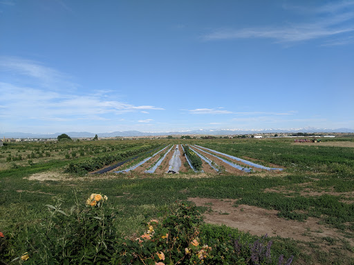 Produce Market «Berry Patch Farms», reviews and photos, 13785 Potomac St, Brighton, CO 80601, USA