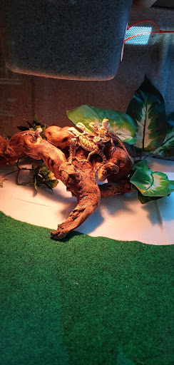 Pet Store «V.I. Pets», reviews and photos, 11975 E Lakewood Blvd, Holland, MI 49424, USA