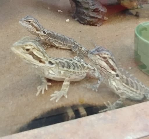 Pet Supply Store «Petco Animal Supplies», reviews and photos, 6015 Stage Rd, Bartlett, TN 38134, USA