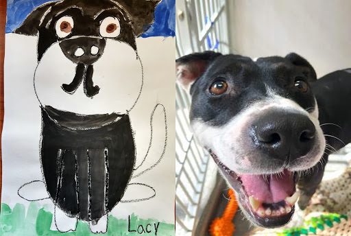 Heritage Humane Society, 430 Waller Mill Rd, Williamsburg, VA 23185, Animal Shelter