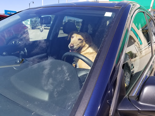 Pet Supply Store «Pet Supplies Plus», reviews and photos, 299 Roosevelt Rd, Glen Ellyn, IL 60137, USA