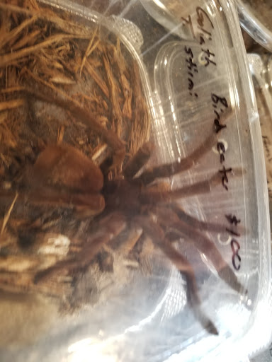 Reptile Store «Cleveland Reptile Show», reviews and photos, 17250 Hummel Rd, Brook Park, OH 44142, USA