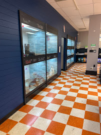 Puppy Dreams - Memphis - Photo 3 - Car repair in Cordova, TN, Memphis