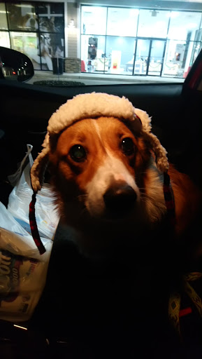 Pet Supply Store «Petco Animal Supplies», reviews and photos, 95 U.S. 9, Englishtown, NJ 07726, USA