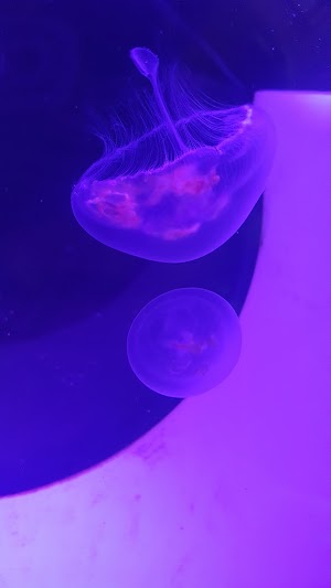 Charleston Marine Life Center - photo 35