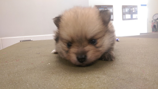 Pet Supply Store «Petco Animal Supplies», reviews and photos, 1014 Shoppes At Midway Dr, Knightdale, NC 27545, USA