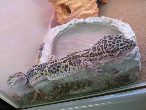 Pet Supply Store «Pet Supplies Plus», reviews and photos, 15880 San Carlos Blvd Ste 190, Fort Myers, FL 33908, USA