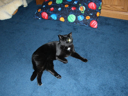 Tattoo Shop «LONE WOLF TATTOO», reviews and photos, 211 Bedford Ave, Bellmore, NY 11710, USA