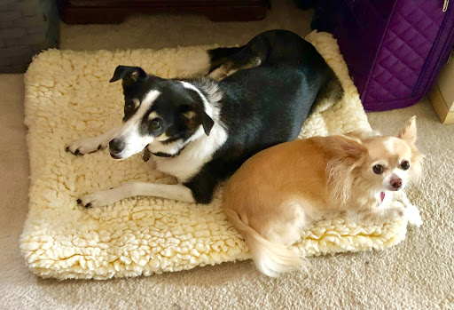 Pet Supply Store «Mud Bay», reviews and photos, 15105 Main St E, Sumner, WA 98390, USA