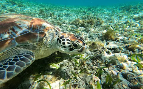 Turtle Snorkeling Area image