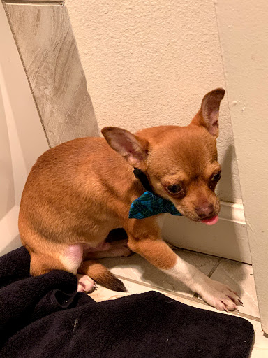 Pet Supply Store «Unleashed by Petco», reviews and photos, 4821 Lankershim Blvd, North Hollywood, CA 91601, USA