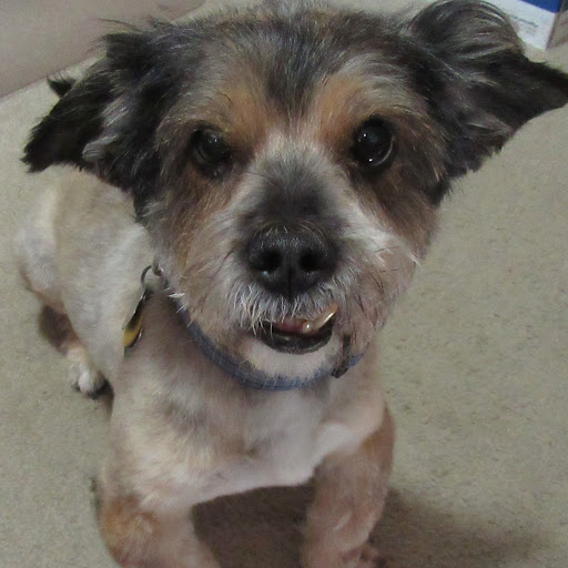 Pet Supply Store «PetSmart», reviews and photos, 3601 Rib Mountain Dr, Wausau, WI 54401, USA