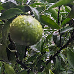 Photo n°14 de l'avis de Frank.e fait le 24/10/2023 à 05:46 sur le  Hapimag Resort Cannero à Cannero Riviera